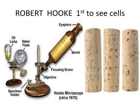 ROBERT HOOKE 1 st to see cells. Cork Cells Cork cells. Are they living? Which cell part are we seeing here?