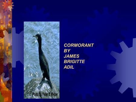 CORMORANT BY JAMES BRIGITTE ADIL Length 27 inches wingspan : 50 inches Sexes similar Large, dark waterbird with a long, hooked bill and long tail. Long.