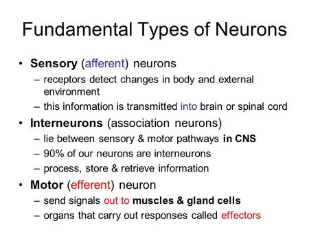 Fundamental Types of Neurons