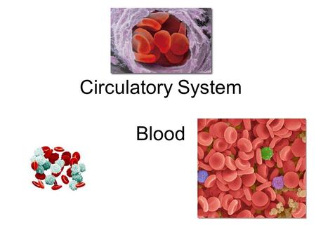 Circulatory System Blood