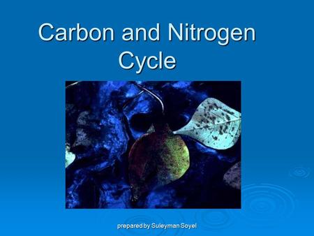 Prepared by Suleyman Soyel Carbon and Nitrogen Cycle.