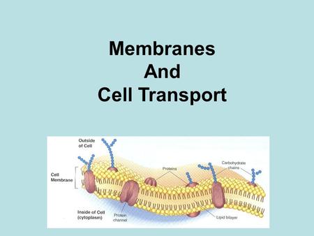 Membranes And Cell Transport.