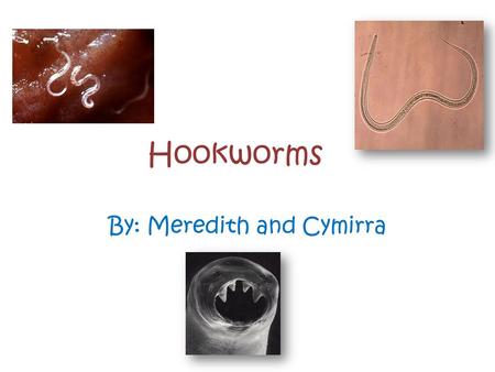 Hookworms By: Meredith and Cymirra. Questions How many people are infected with hookworms in the U.S.? Who is most at risks for getting hookworms? How.