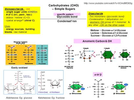 Carbohydrates (CHO) – Simple Sugars