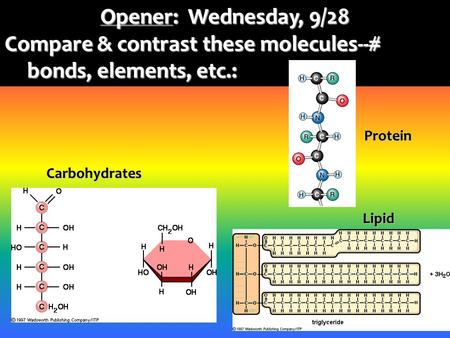 Opener: Wednesday, 9/28 Compare & contrast these molecules--# bonds, elements, etc.: Carbohydrates Protein Lipid.