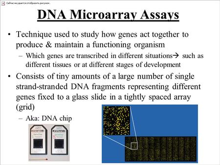 DNA Microarray Assays Technique used to study how genes act together to produce & maintain a functioning organism –Which genes are transcribed in different.