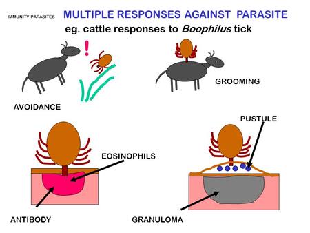 ! eg. cattle responses to Boophilus tick GROOMING AVOIDANCE PUSTULE