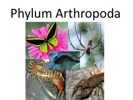 Phylum Arthropoda.