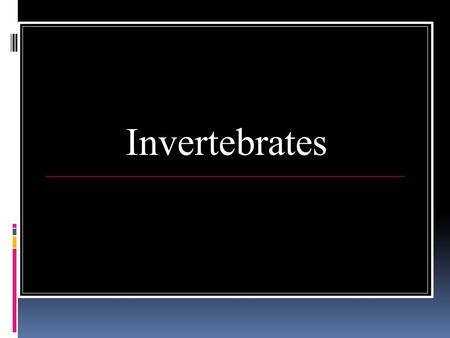 Invertebrates.  Make up about 97 % of all animal species.