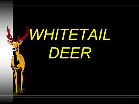 WHITETAIL DEER. DESCRIPTION u 3-3 1/2 feet tall u weight: 150 lbs (largest buck was 425lbs)