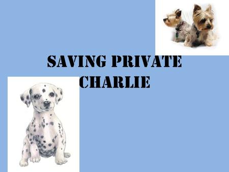 Saving Private Charlie. How Charlie Was Found Saturday night on March 27, 2010 a adorable Black lab and Pit-bull mix puppy came scratching and crying.