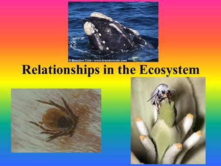 Relationships in the Ecosystem