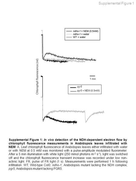 Supplemental Figure 1 Chlorophyll fluorescence (rel) 1 min pgr5 pgr5 + NEM (0.5mM) Supplemental Figure 1: In vivo detection of the NDH-dependent electron.