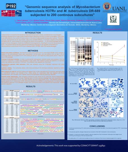 RESULTS CONCLUSIONS: 1.Continuous subculturing of M. tuberculosis produces a remarkable decrease in the citotoxicity against a THP-1 macrophage monolayer.