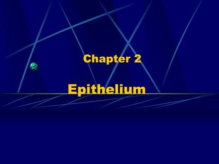 Chapter 2 Epithelium. 1.General feature: 1) contain more cells and less extracellular ground substance 2) Polarisaton: ---free outer surface: face air.