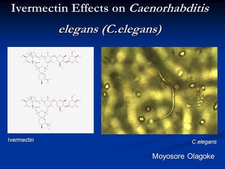 Ivermectin Effects on Caenorhabditis elegans (C.elegans)