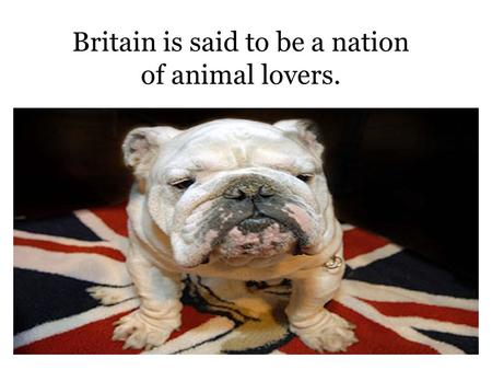 Britain is said to be a nation of animal lovers..