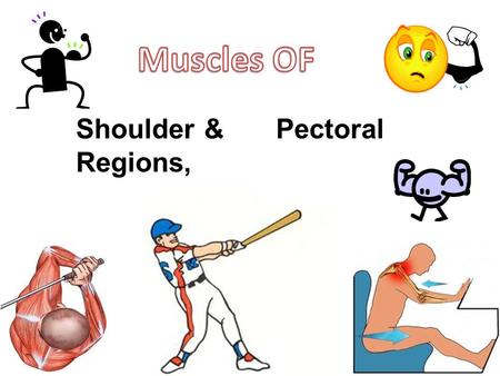 Shoulder &Pectoral Regions,. Objectives Identify the bony components of the shoulder girdle including the clavicle, scapula and humerus Describe how primary.