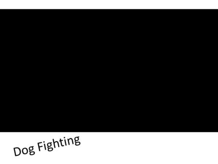 Dog Fighting. Video.