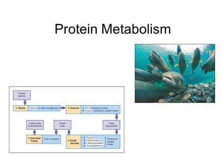 Protein Metabolism. Protein Digestion Protein breakdown begins in the stomach. No protein hydrolyzing enzymes are found in saliva. Hydrolysis (10% of.