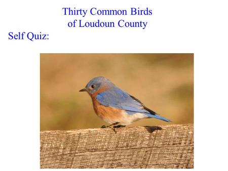 Thirty Common Birds of Loudoun County