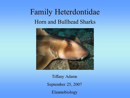 Family Heterdontidae Horn and Bullhead Sharks Tiffany Adams September 25, 2007 Elasmobiology.