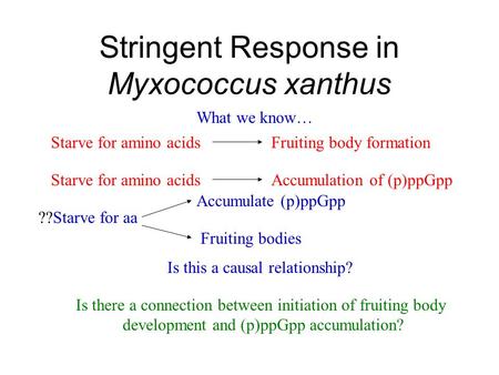 Stringent Response in Myxococcus xanthus What we know… Starve for amino acidsFruiting body formation Starve for amino acidsAccumulation of (p)ppGpp Is.