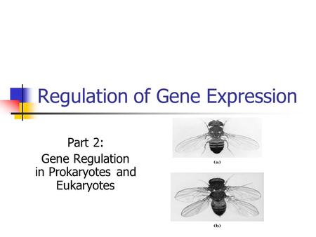 Regulation of Gene Expression