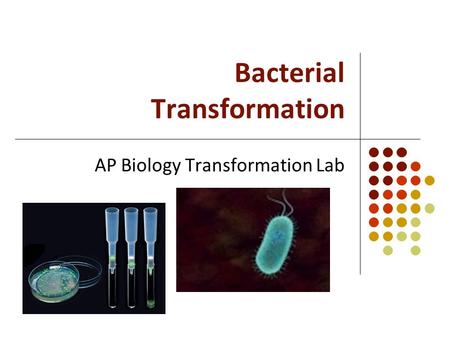 Bacterial Transformation