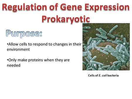 Cells of E. coli bacteria Allow cells to respond to changes in their environment Only make proteins when they are needed.