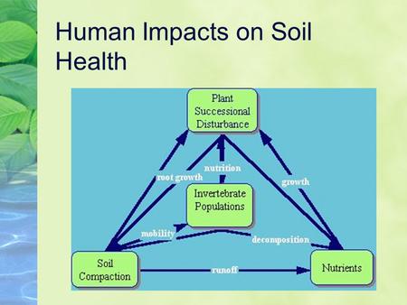 Human Impacts on Soil Health Are the Bugs Bugged? The Effect of Deforestation on Land Dwelling Arthropods.