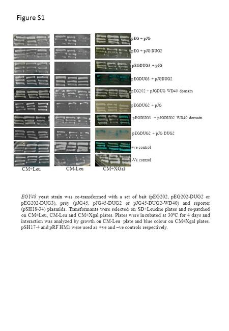 Figure S1 pEG + pJG pEG + pJG DUG2 pEGDUG3 + pJG pEGDUG3 + pJGDUG2 pEG202 + pJGDUG WD40 domain pEGDUG3 + pJGDUG2 WD40 domain +ve control -Ve control CM+Leu.