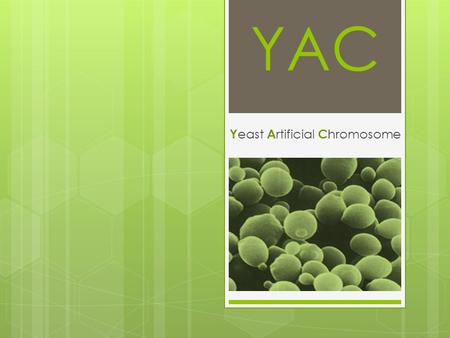 Yeast Artificial Chromosome