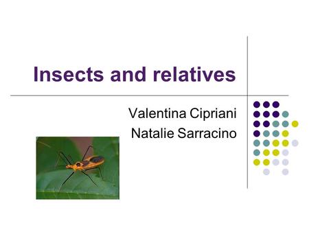 Insects and relatives Valentina Cipriani Natalie Sarracino.