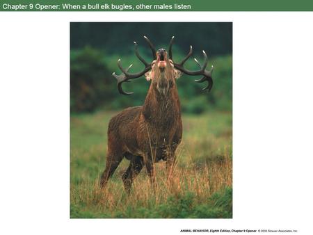 Chapter 9 Opener: When a bull elk bugles, other males listen.