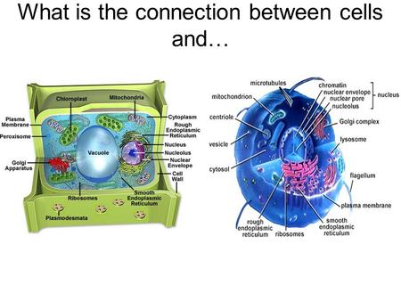 What is the connection between cells and…. Snowboarding parka shell and snow pants Desalination plant –Middle East Converts salt water into fresh water.