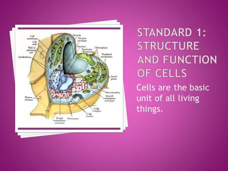 Cells are the basic unit of all living things..  Nucleus – contains DNA, regulates the functions of the cell.  Plasma membrane - regulates what goes.