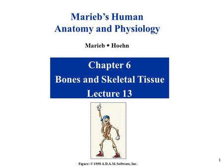 1 Chapter 6 Bones and Skeletal Tissue Lecture 13 Figure: © 1998 A.D.A.M. Software, Inc. Marieb’s Human Anatomy and Physiology Marieb  Hoehn.