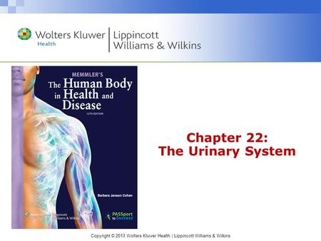 Chapter 22: The Urinary System