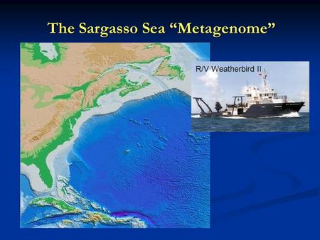 The Sargasso Sea “Metagenome”