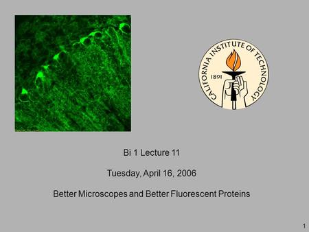 1 Bi 1 Lecture 11 Tuesday, April 16, 2006 Better Microscopes and Better Fluorescent Proteins.