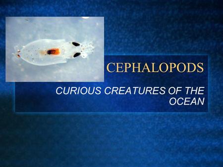 CEPHALOPODS CURIOUS CREATURES OF THE OCEAN. BOBTAIL SQUID THE INSPIRATION FOR SQUIRT.