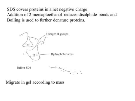 SDS covers proteins in a net negative charge