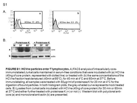 M 30’ 60’ - Proteinase K+ Proteinase K core actin B. b a S1 10 0 1 2 3 4 FL1-H HCVne: 17 - 21% A. a 10 0 1 2 3 4 FL1-H HCVne den: 0.9 - 2% b FIGURE S1: