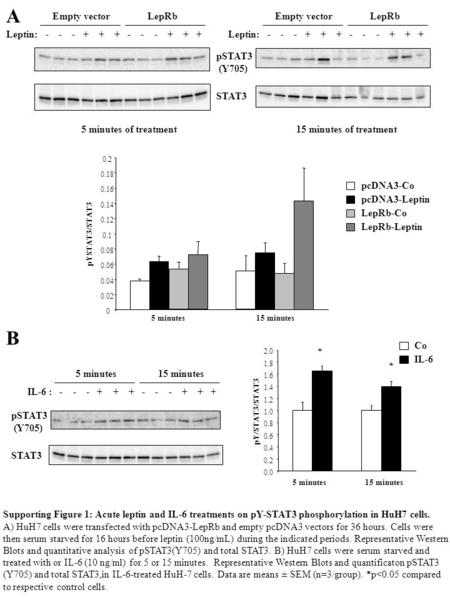 Supporting Figure 1: Acute leptin and IL-6 treatments on pY-STAT3 phosphorylation in HuH7 cells. A) HuH7 cells were transfected with pcDNA3-LepRb and empty.