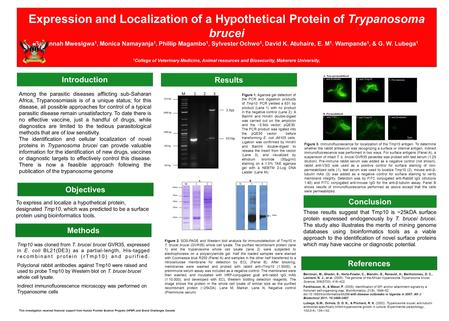 Expression and Localization of a Hypothetical Protein of Trypanosoma brucei Savannah Mwesigwa 1, Monica Namayanja 1, Phillip Magambo 1, Sylvester Ochwo.