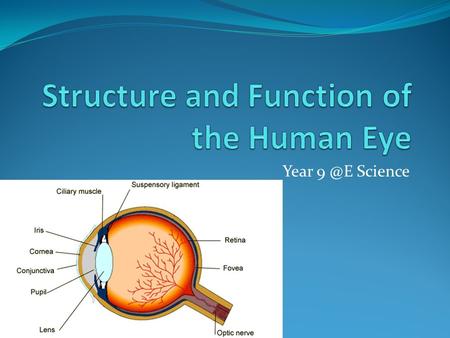 Year Science. Cornea Transparent outer covering of the eye It is convex in shape to allow the light that passes through it to be refracted Cornea.