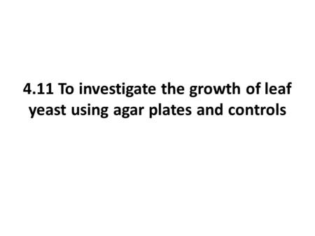 4.11 To investigate the growth of leaf yeast using agar plates and controls.