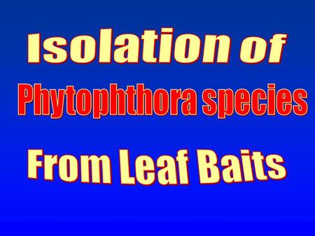 Isolation from Leaf Baits  Use a selective medium  P 5 ARPH-V8, PARPH, PCH, P 10 VP, others  Use CMA or CV8A as the basal medium  avoid PDA—too rich,