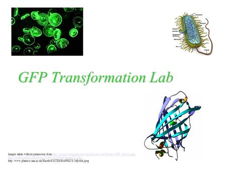 GFP Transformation Lab Images taken without permission from